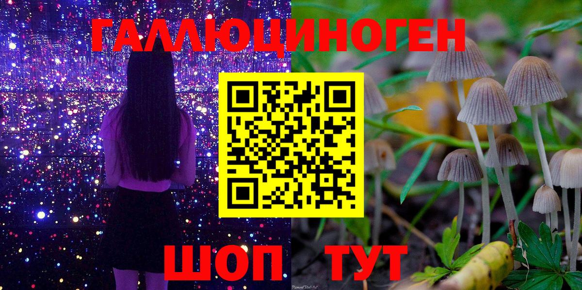 Псилоцибиновые грибы Psilocybe Кизляр